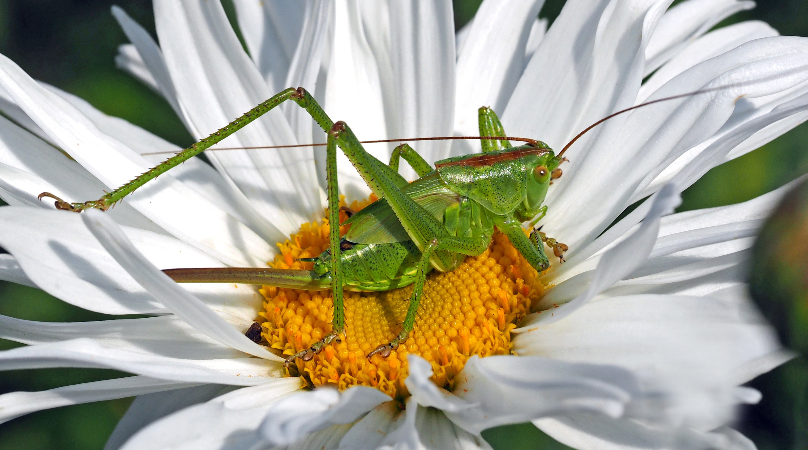 Grasshopper on a Flower